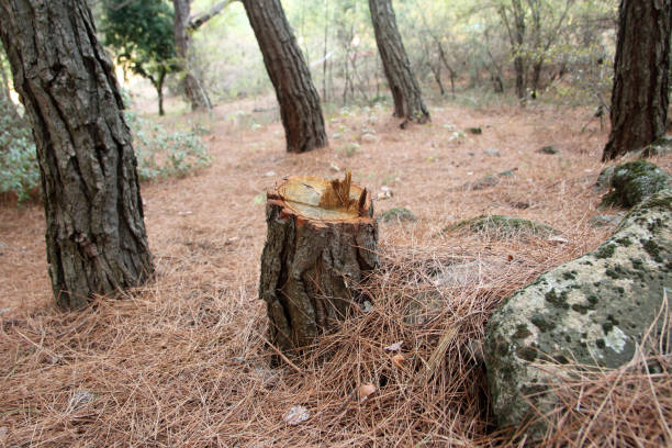 Best Commercial Tree Removal  in Sparrow Bush, NY