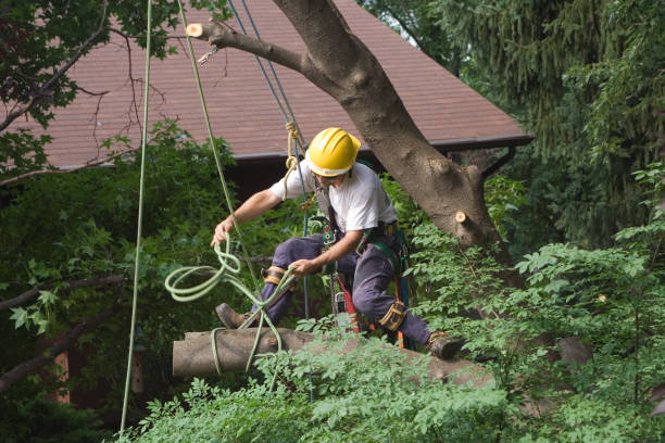 Best Residential Tree Removal  in Sparrow Bush, NY