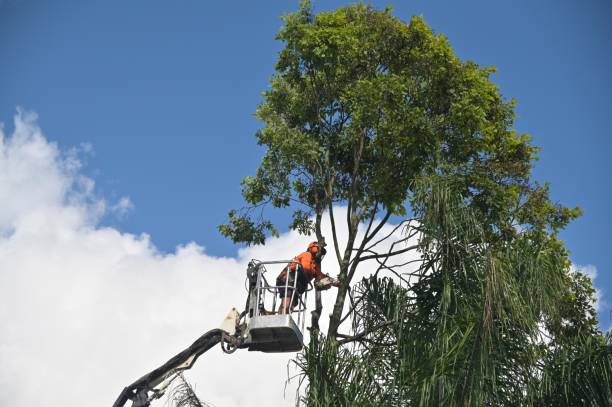 Best Leaf Removal  in Sparrow Bush, NY